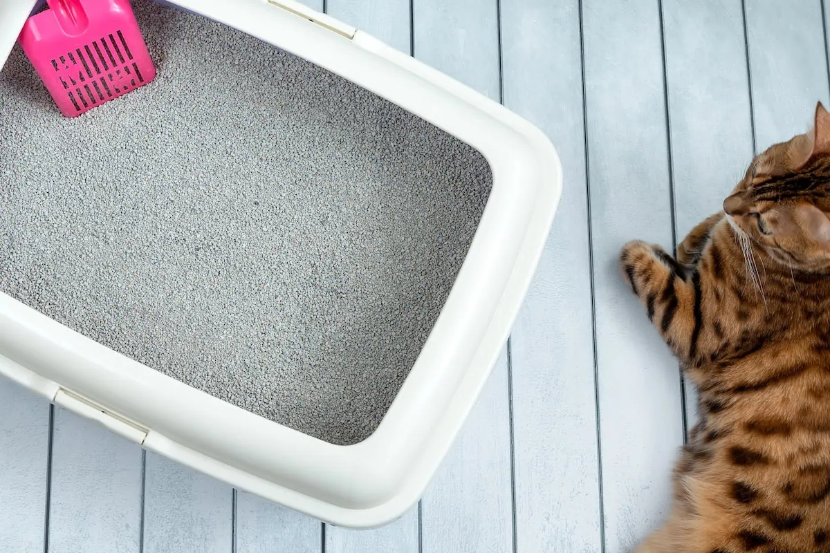 aldi pet cat litter box 1200