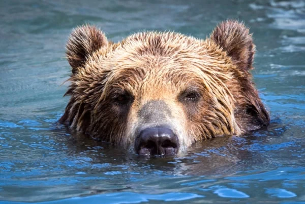 a large bear pokes his head up above water.