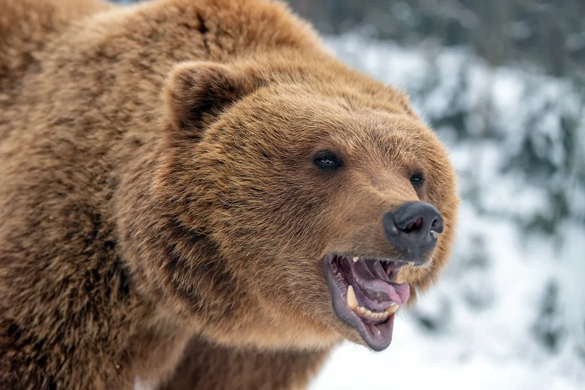 Dreading a Market Downturn? 7 Popular Bear Market Tips + Which Make Sense 2 a brown bear growls.