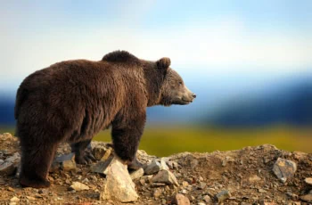 a bear looks across a field while standing on a ridge.