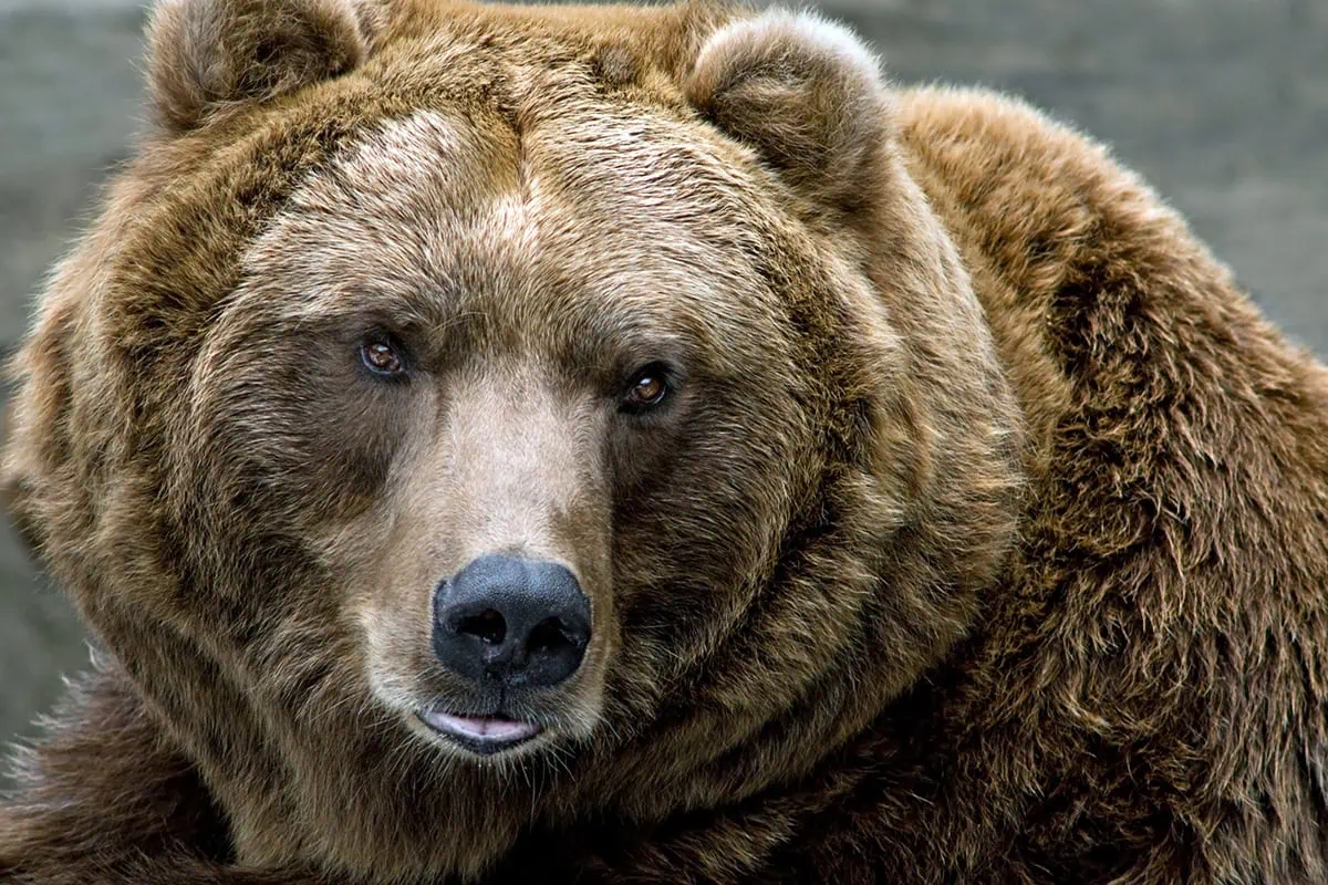 bear market sell stocks large