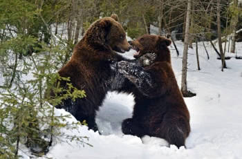 two brown bears fighting.