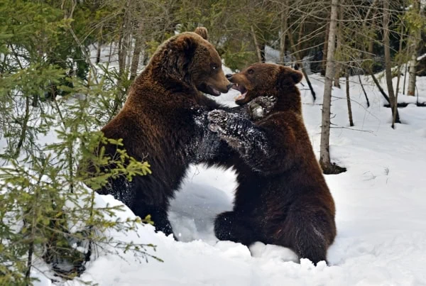 two brown bears fighting.