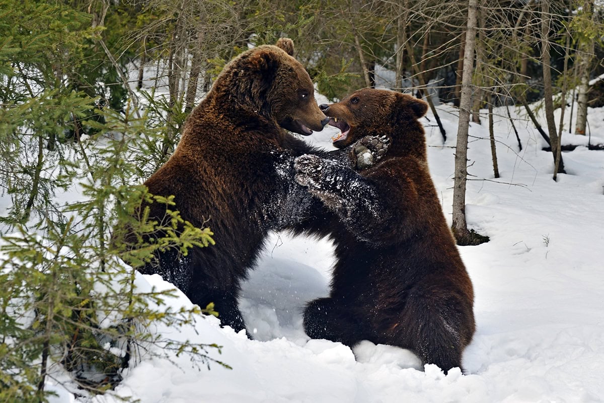Seeking Alpha or Motley Fool: Which Stock Service Should You Use?