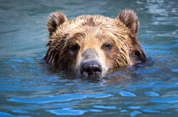 a large bear pokes his head up above water.