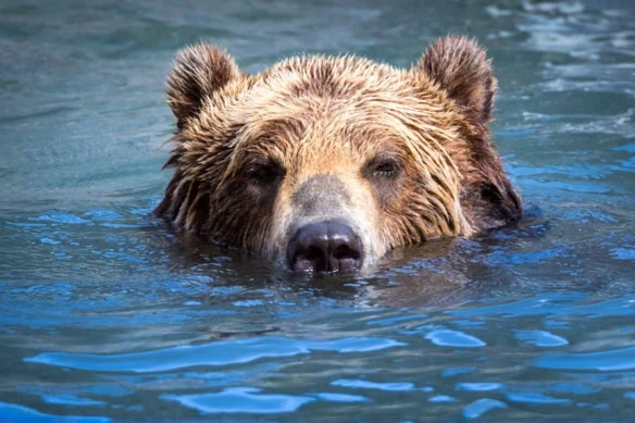 a large bear pokes his head up above water.