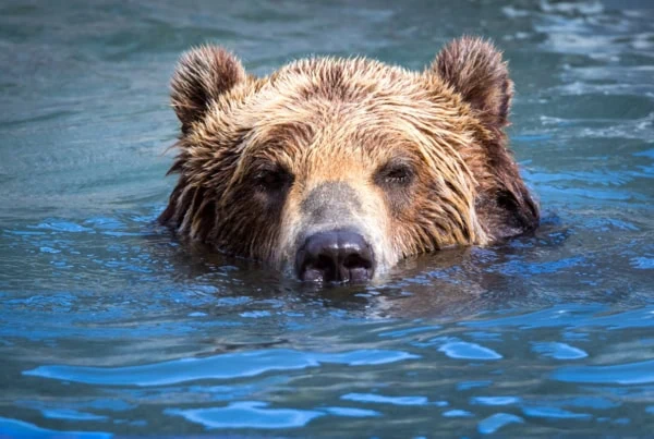 a large bear pokes his head up above water.