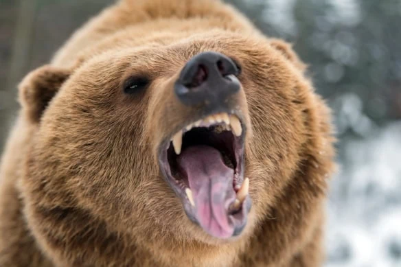 a brown bear growls.