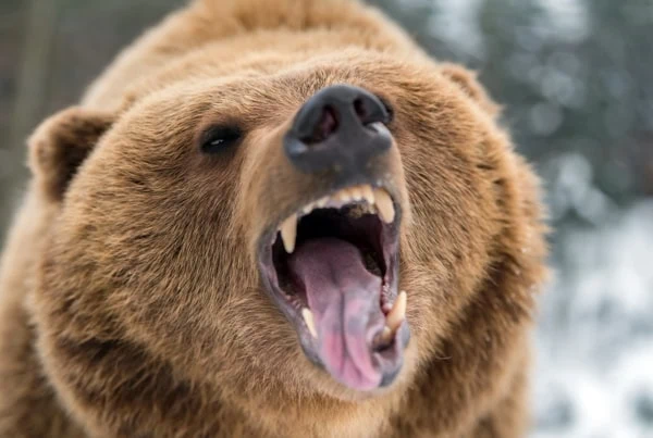 a brown bear growls.
