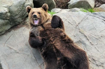 a bear is growling playfully while lying against a rock.