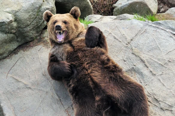 a bear is growling playfully while lying against a rock.