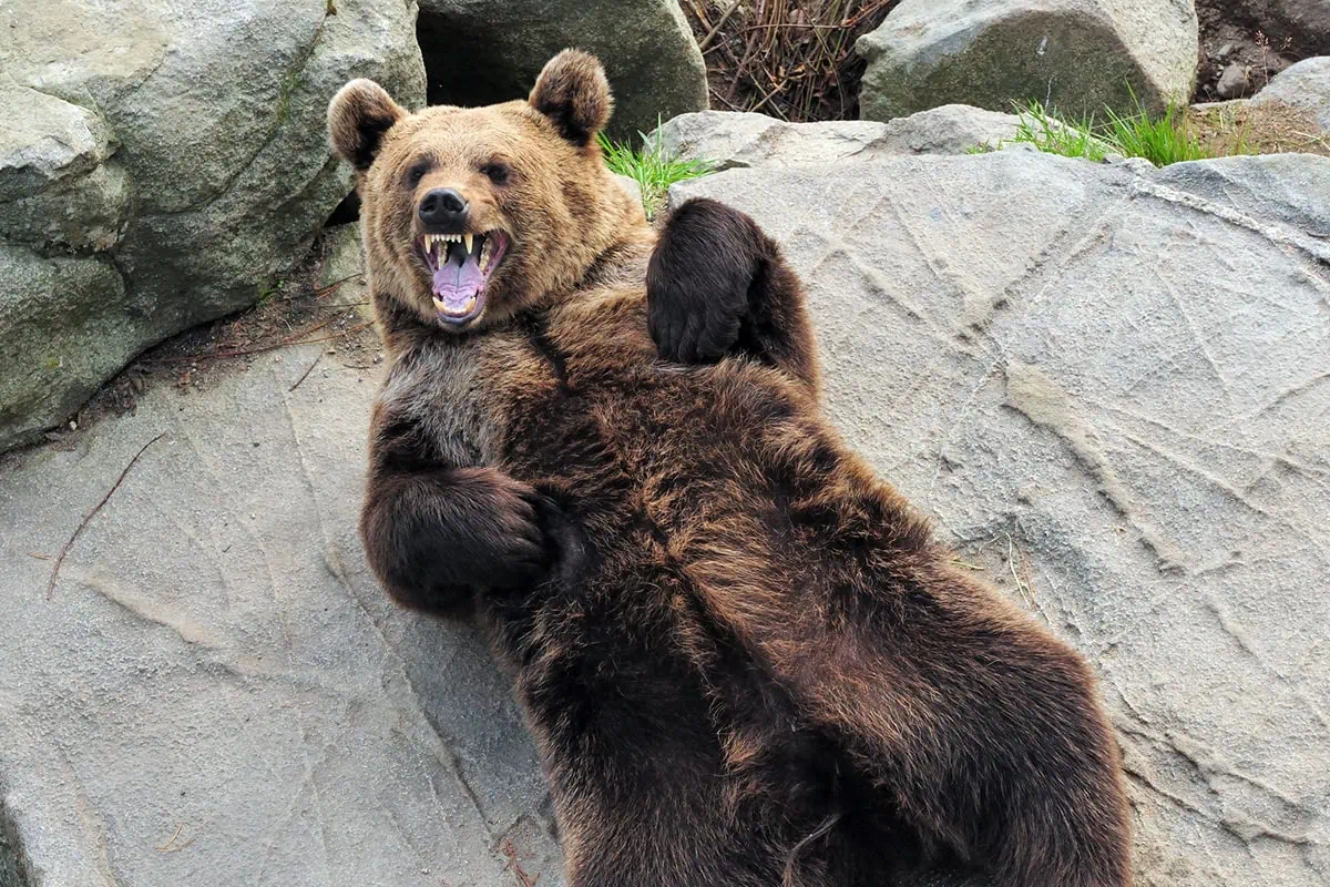 10 ETFs to Buy for Bear-Market Insurance 2 a bear is growling playfully while lying against a rock.