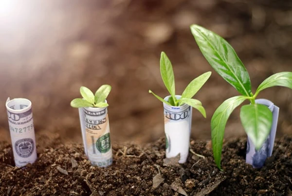 plants made out of dollar bills are in the ground at different stages of growth.