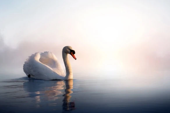 a swan glides along a misty but calm lake.