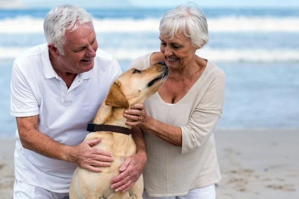 a golden retriever plays with a senior man and wife at the beach.