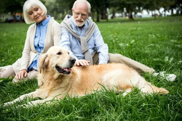 a senior couple sits at the park with an adorable golden retriever smiling a big goofy smile.