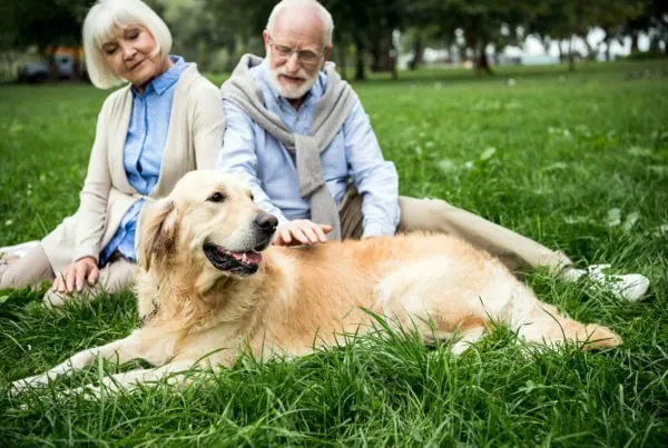 a senior couple sits at the park with an adorable golden retriever smiling a big goofy smile.