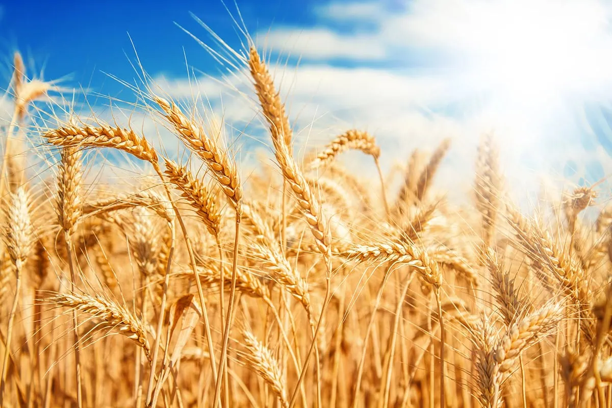 gold wheat field against a blue sky.