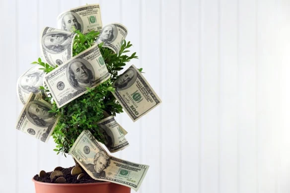 cash growing on a potted plant.