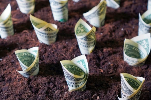 dollar bills growing out of the soil.