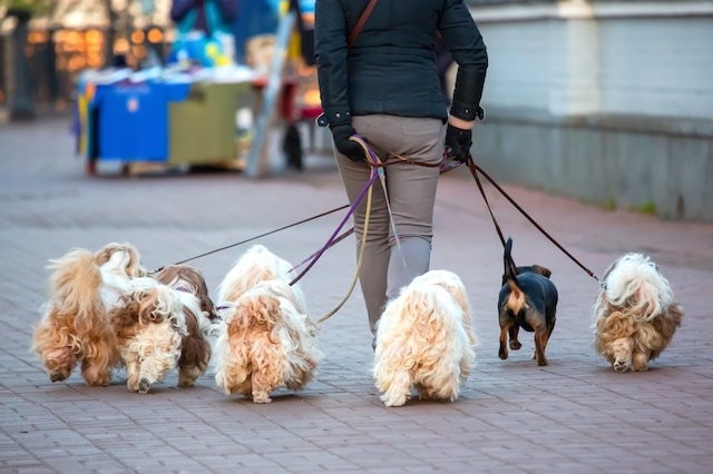 dog walking pet sitting senior retiree