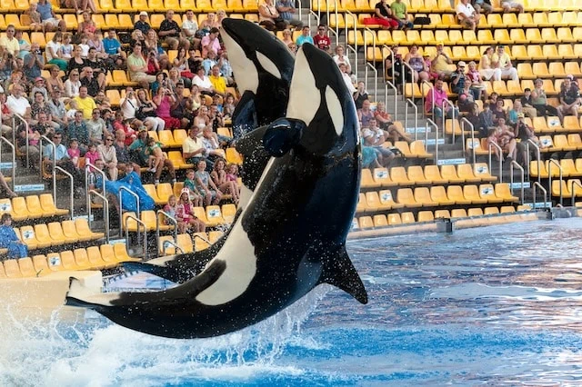 fading things killer whale orca show