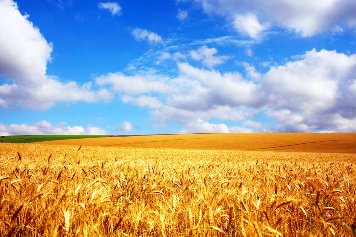 wheat fields under a blue sky.