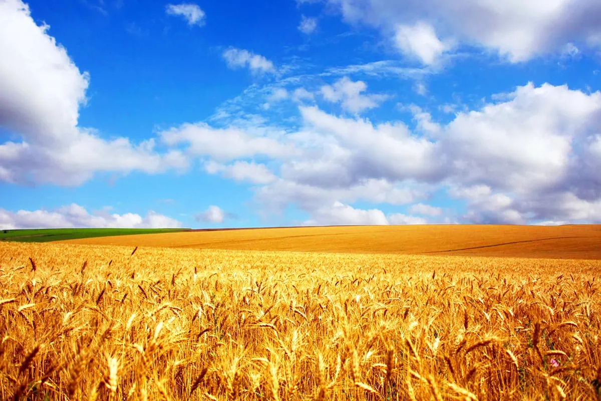 Around the Clock Profits: 16 Ways to Make Money While You Sleep 20 wheat fields under a blue sky.
