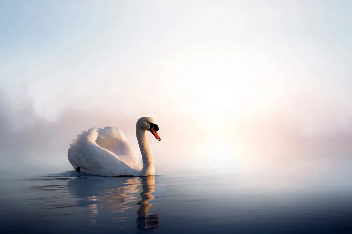 Battle Bear Markets With These 10 ETFs 5 a swan glides along a misty but calm lake.