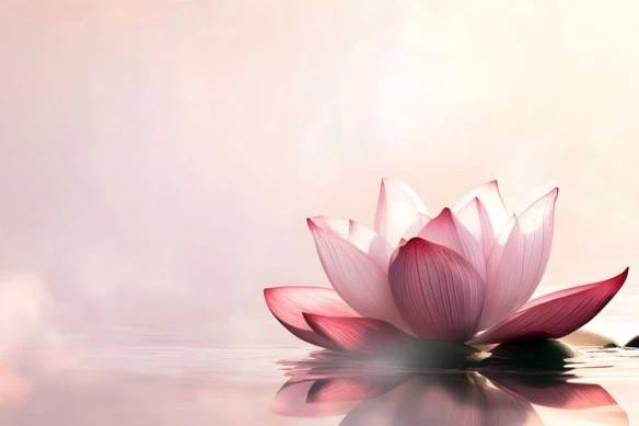 a pink lotus on the water at sunrise.