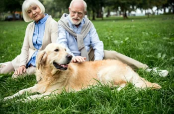 a senior couple sits at the park with an adorable golden retriever smiling a big goofy smile.