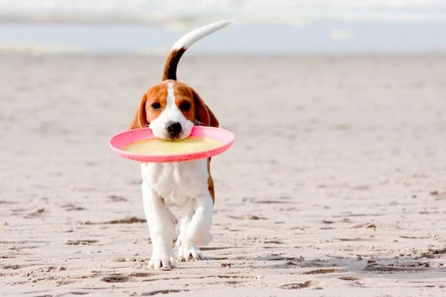 retirement pets fetch frisbee active