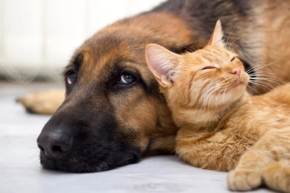retirement pets reduce stress 1200