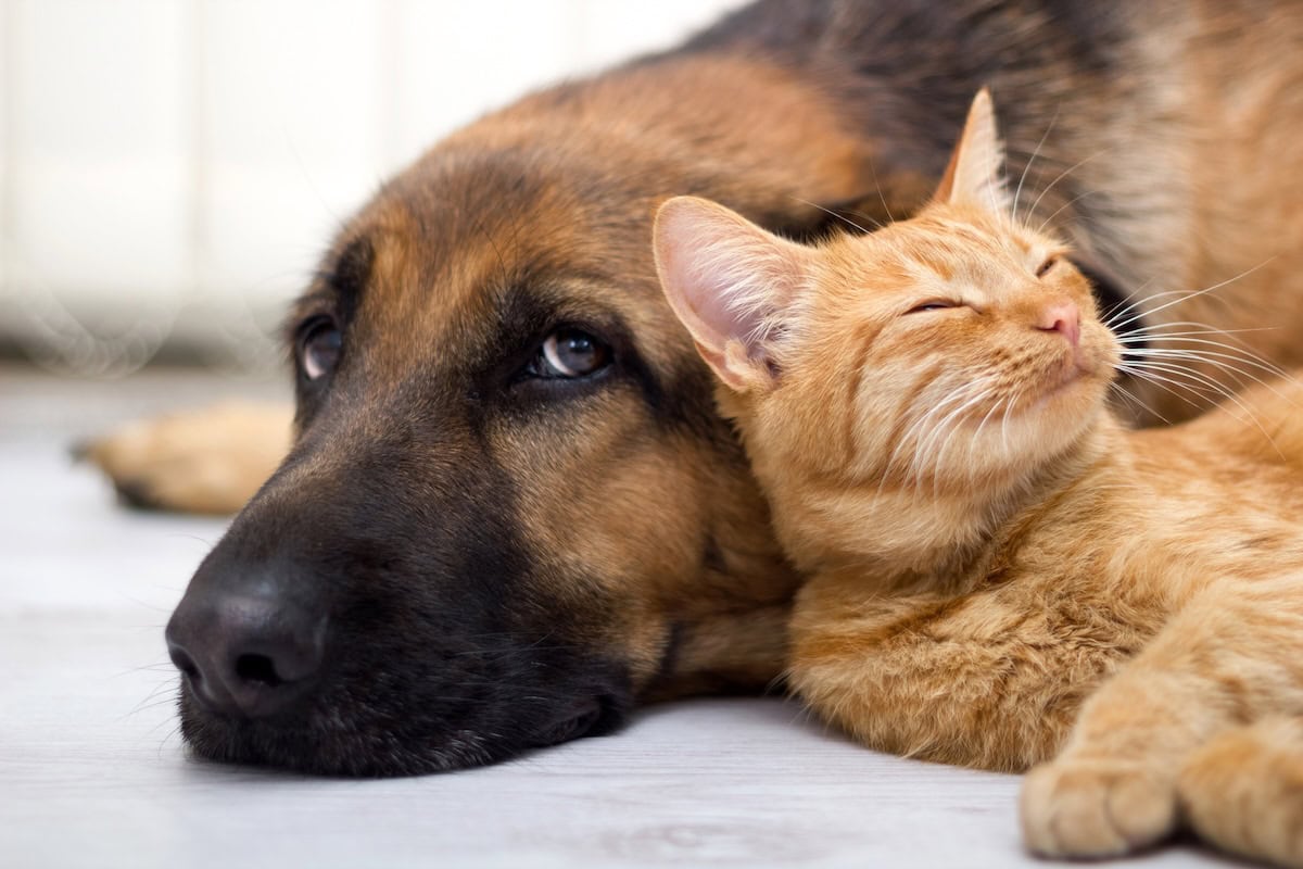 The Retirement Pet Paradox: A Balanced Look at Pet Ownership for Retirees