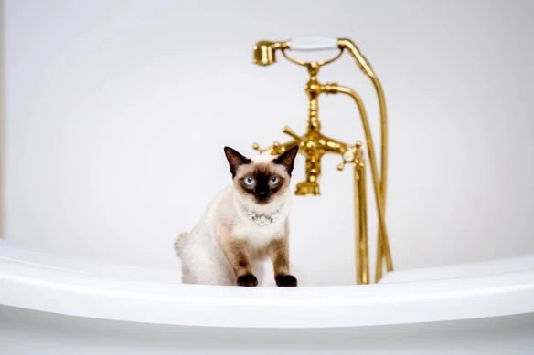 retirement siamese expensive cat 1200