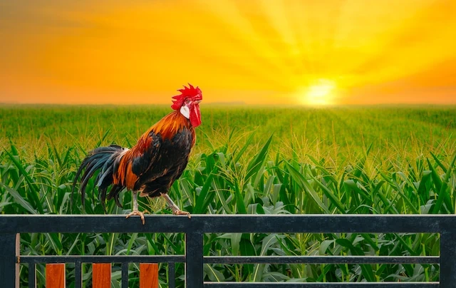 one rooster on house fence with green corn field and sunrise in the morning