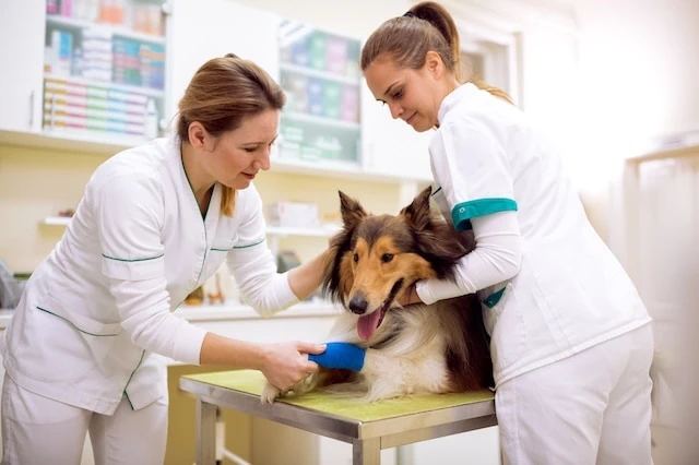 veterinary assistants laboratory animal caretakers