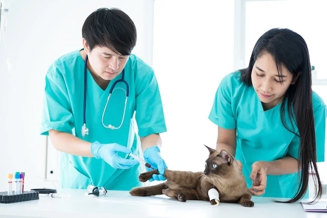 veterinary technician cat